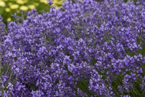 Lavendula 'Munstead'